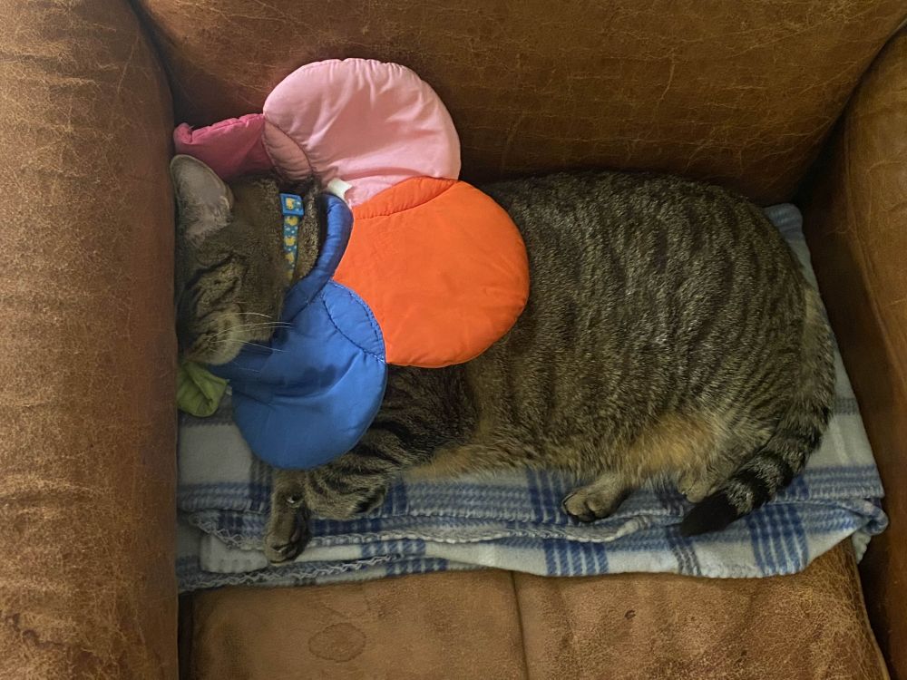 Hello everyone, thanks for reading this and giving Samira a chance! If you're able & willing to donate, my CashApp is $OlliesArts. 

You never know what you're gonna get when you adopt a kitten from the streets. Every part of loving & caring for a chronically ill cat is worth it, and I would choose Samira over & over again knowing all her health conditions that I know now!! This lil kitty gives back tenfold in personality & affection. 

However, vet bills & medication costs are increasingly difficult to cover in this economy. My lil squeaky beeb has been struggling with allergies that keep her scratching her skin open (hence the flower "cone"), & those meds have been covered by a dear friend thankfully! But currently, she needs a dental procedure done ASAP. Her gums are swollen, red, & inflamed, her breath smells rotten, her sad yowling utterly breaks my heart, & she's always pawing & rubbing at her face near her molars in pain & discomfort. I can't stand to see my baby Samira suffering, & I worry that leaving it too much longer without treatment will result in worse consequences & higher bills! I am talking to several low-cost & non-profit vets around my city, which definitely helps! But there are no places that can do it for free.

Currently I am looking at a little over $600 for Samiras exams, x-rays, anesthesia, the procedure itself, & follow-up medication. Which all things considered, is really cheap! I don't have that money to spare though. If you can contribute anything, even $1, I will be so so grateful. And even though Samira might not understand the concept of money, her relief will be real. <3

IMAGE: a photo of an adorable sleeping brown tabby cat wearing a rainbow flower-shaped cone-collar, taking the shape of a rectangular blanket with her face smooshed against the arm of a soft chair