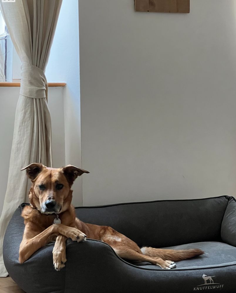 Meint Hund lehnt sich lässig an den Rand seines Körbchens und sieht dabei entspannt aus.