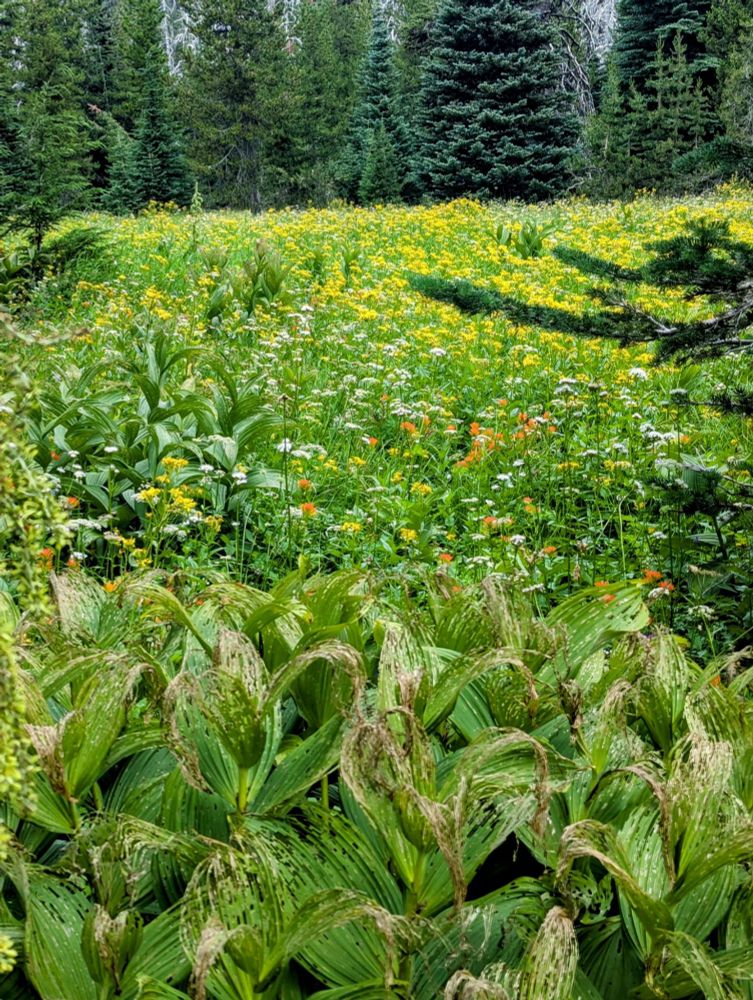 Wild flowers before a deep forest. Sisters, OR