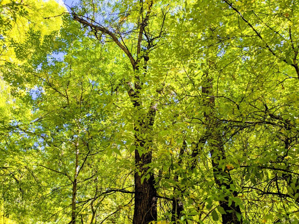 In Oak Creek Canyon mountain foliage of Arizona light up the sky.