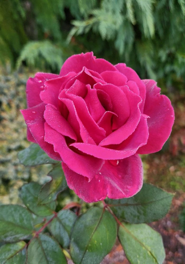 A tough, deep pink rose hangs on into early November.