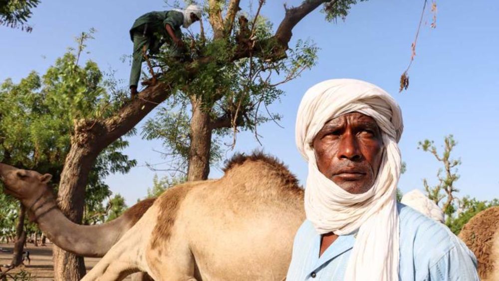 Chad: Breaking the Cycle of Farmer-Herder Violence | Crisis Group