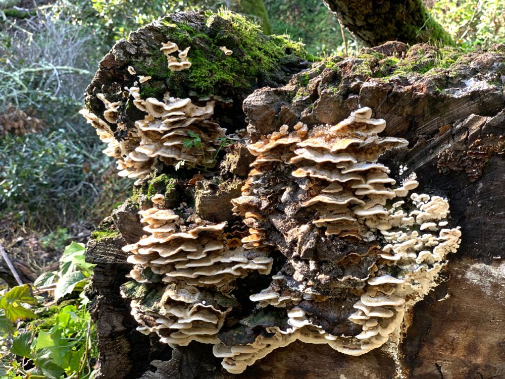 Photo of a large mushroom on a log.