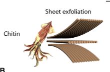 A schamtic representation of how the researchers show ß-chitin is extracted from the squid. On the left is a drawing of a squid and to the right are three layers made up of tubes with the outer layers peeling away from the middle layer. No indication of "bones" or the gladius. 