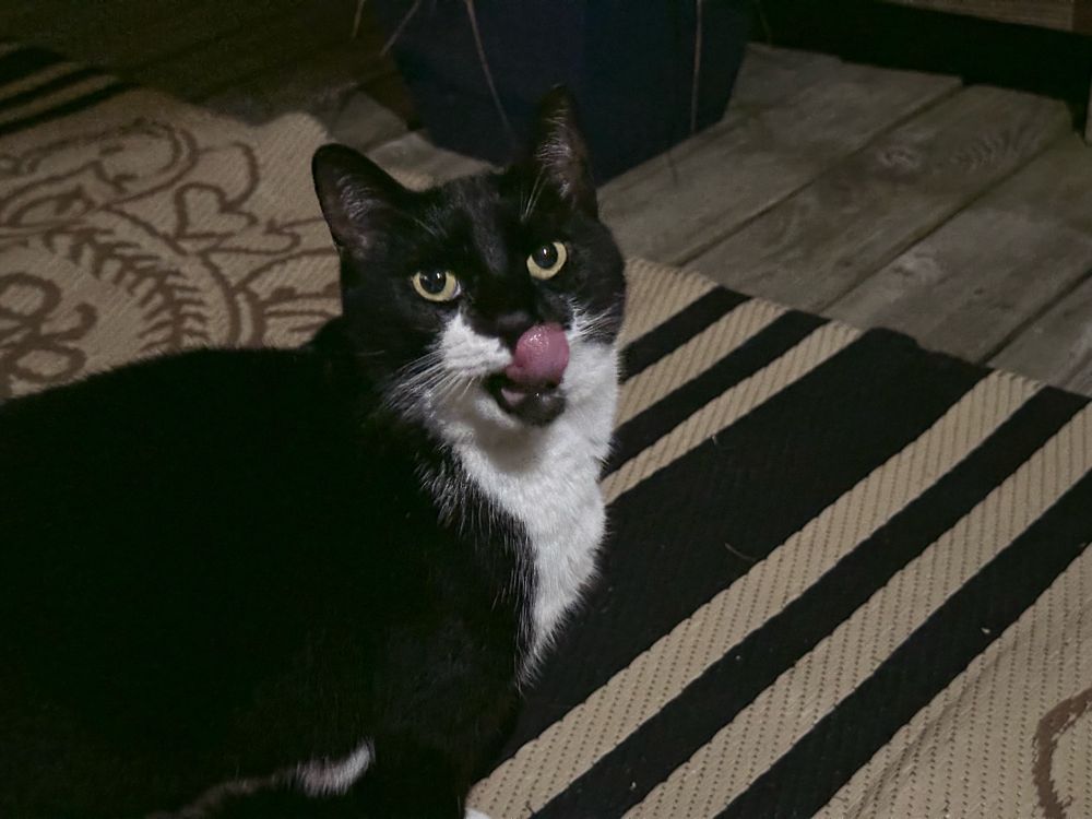 a very silly looking tuxedo cat