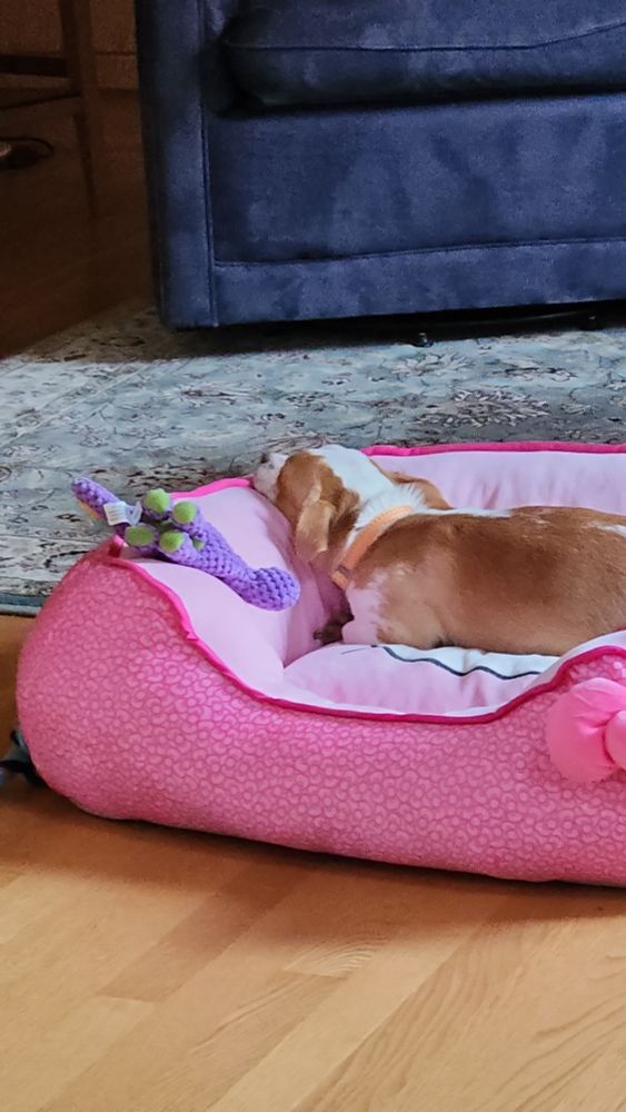 Pumpkin, a Chihuahua mix, laying in a pink hello kitty bed next to his purple dinosaur toy. He is super cute