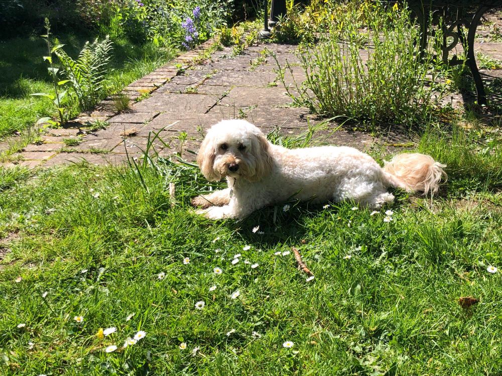 Small creamy white Cockerpoo dog lying on grassy lawn with daisies