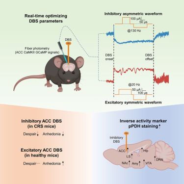 Yuan et al. combine deep brain stimulation with neural activity monitoring to optimize stimulation parameters for the anterior cingulate cortex. They show that inhibitory DBS produces rapid, long-lasting antidepressant-like effects and suppresses mood-regulating networks, offering a circuit-based blueprint for optimizing neuromodulation therapies.