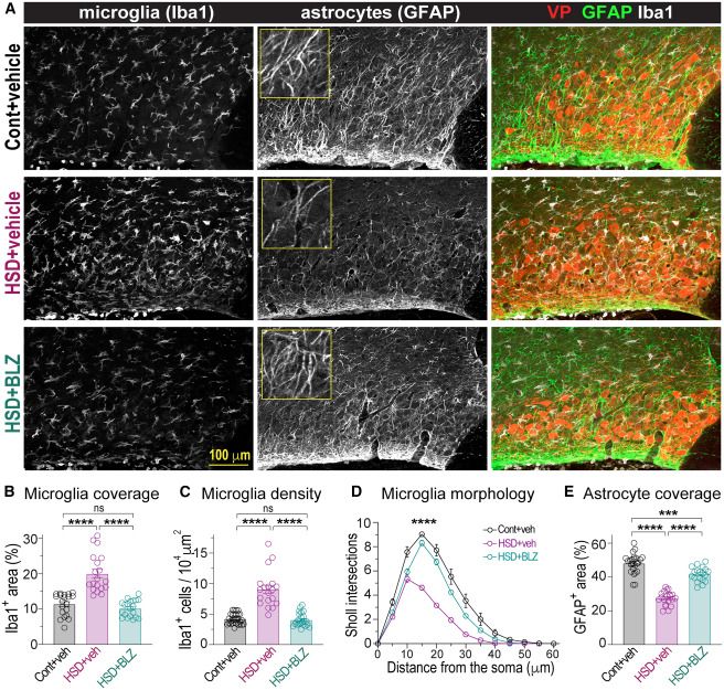 Gu et al. showed that in rats fed a high-salt diet, reactive microglia accumulate around vasopressin-secreting neurons, phagocytosing astrocytic elements and pruning astrocytes. This causes glutamate spillover, increased neuronal activity, and excessive vasopressin release, contributing to salt-induced hypertension. The study reveals a novel mechanism by which microglia regulate synaptic transmission and neuronal activity through structural remodeling of astrocytes in the adult brain.