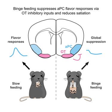 Lo et al. show that binge feeding suppresses piriform (olfactory) cortex activity, reducing the brain’s representation of food flavor. This suppression is driven by the olfactory tubercle and promotes continued eating by decreasing sensory satiation. The findings link sensory suppression to overeating and highlight a cortical mechanism regulating appetite.