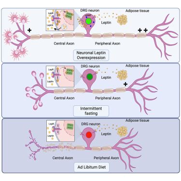 Chadwick et al. report that intermittent fasting sensitizes leptin signaling in sensory neurons supporting regeneration. This contrasts with a high-fat diet that induces leptin resistance and neuropathy. Leptin promotes regeneration after a spinal cord and sciatic nerve injury via an endocrine or autocrine mechanism by enhancing cAMP and transcription.