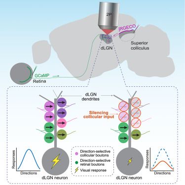 Fei et al. observe enriched motion selectivity in colliculogeniculate boutons in the mouse primary visual thalamus. These collicular boutons often share visual preferences with nearby retinal boutons. Silencing collicular input suppresses visual responses and reduces motion selectivity in thalamic neurons, indicating the significant roles of non-retinal input in shaping thalamic visual representation.