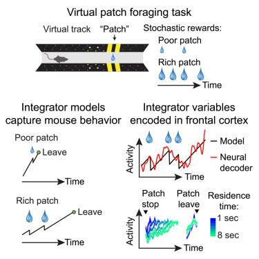Bukwich and Campbell et al. show that mice integrate elapsed time and reward intake, scaled by a latent patience variable, to decide when to leave virtual “patches.” Frontal cortex ramping activity matches the integration process, revealing a potential mechanism for how the brain converts dynamic evidence into value-based foraging decisions.