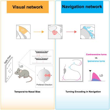 Vision is crucial for effective navigation. Li et al. reveal that the dorsolateral nucleus, a higher-order thalamic area linking visual and navigational networks, encodes direction of optic flow and turning in free explorations, which contributes to spatial cognition and spatial memory.