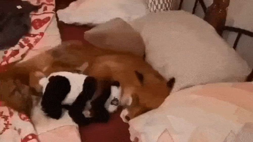 a dog is sleeping on a bed with a stuffed panda bear .