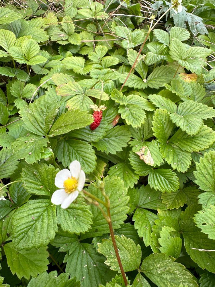 Una distesa di piante di fragoline di bosco con un frutto rosso quasi maturo in centro e un fiore bianco in primo piano verso il basso