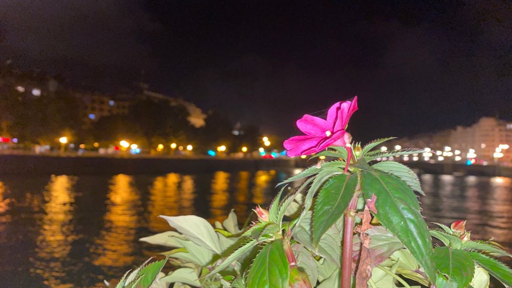 A pink flower against a European city riverscape