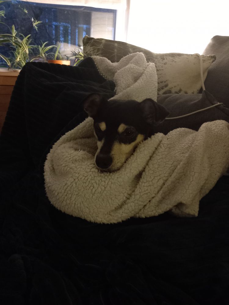 Small dog covered in blanket 