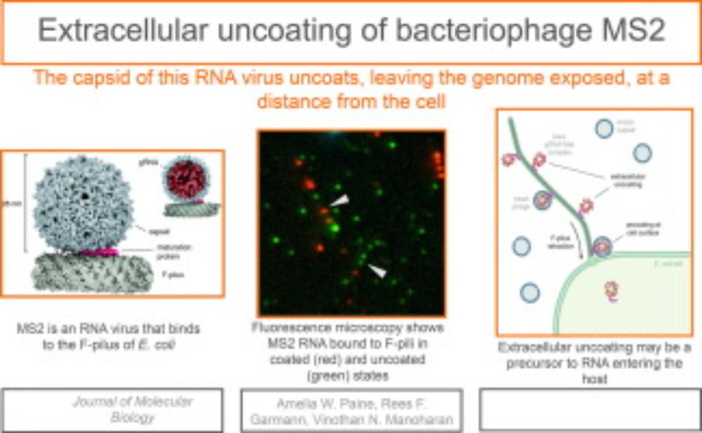 Extracellular uncoating of bacteriophage MS2