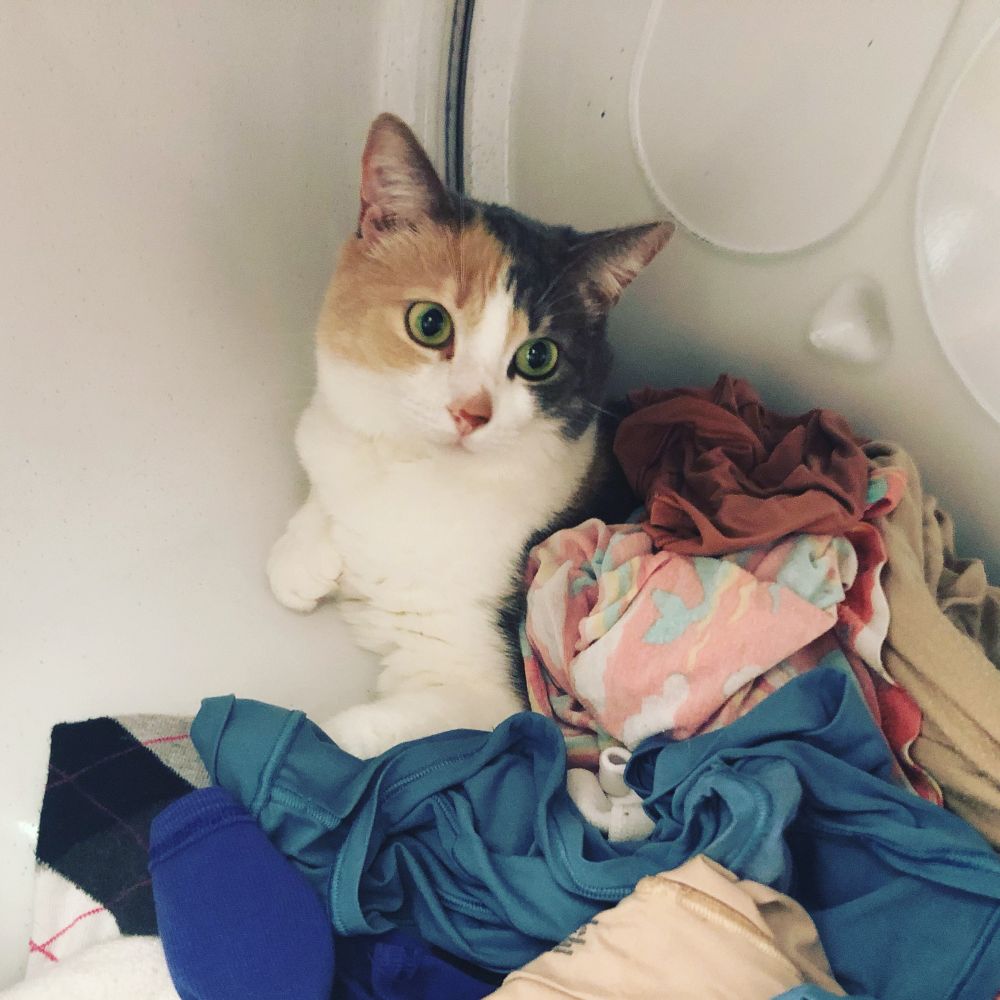A light colored calico cat with a white front and green eyes sits inside a white metal dryer, half buried in an assortment of clean clothes. 
