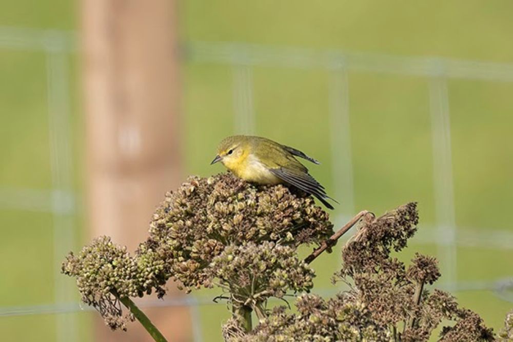 Fair Isle 2024. Tennesse Warbler