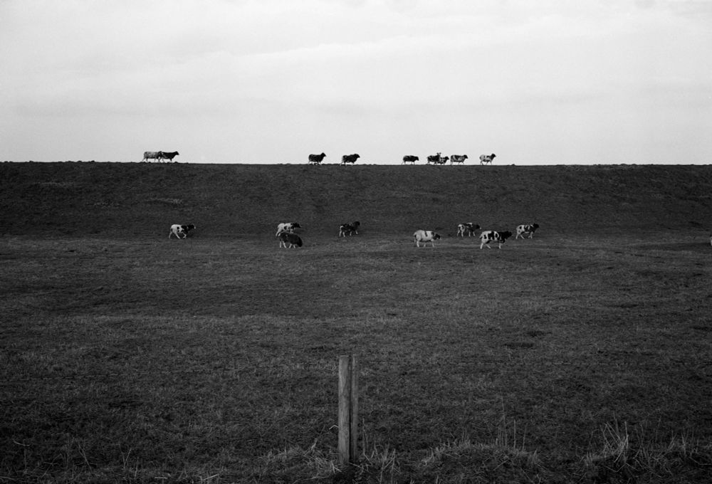A herd of sheep walk along and in front of the raised dyke in Lincolnshire