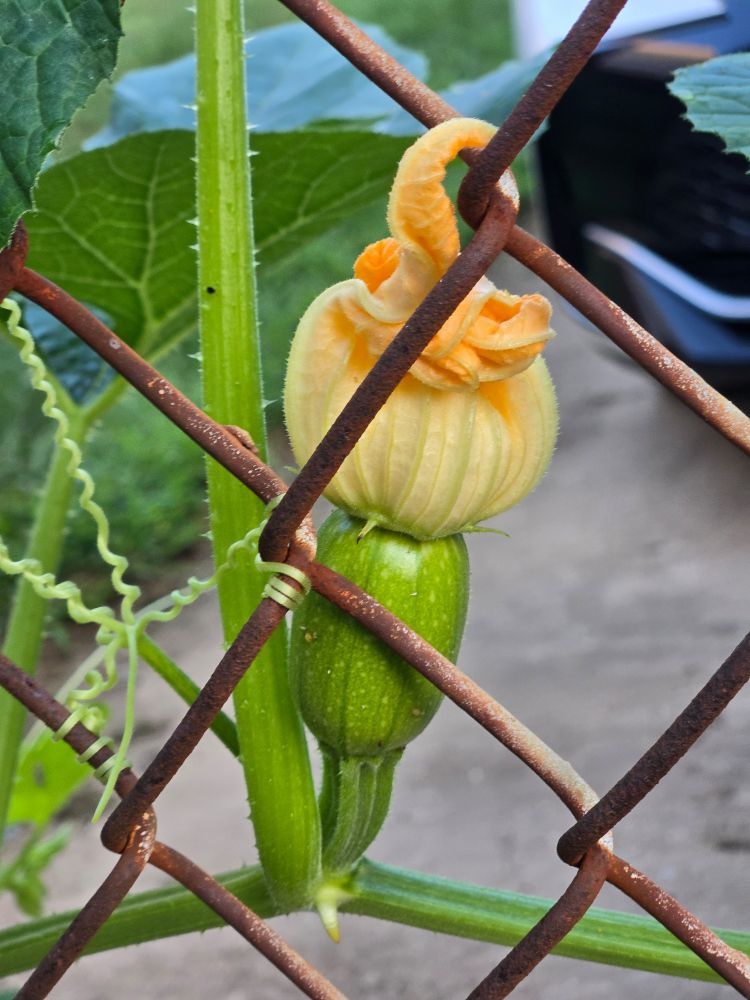 A closed squash flower with a small proto-pumpkin is viewed behind a chain-link fence. The vine grabs the wire tightly.