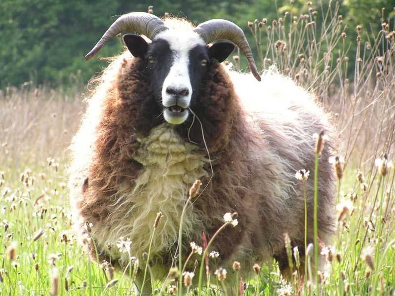 A very woolly Jacob sheep standing in a meadow. She has lovely horns.