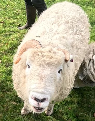 Buster making a daft face wrinking his nose and showing his teeth