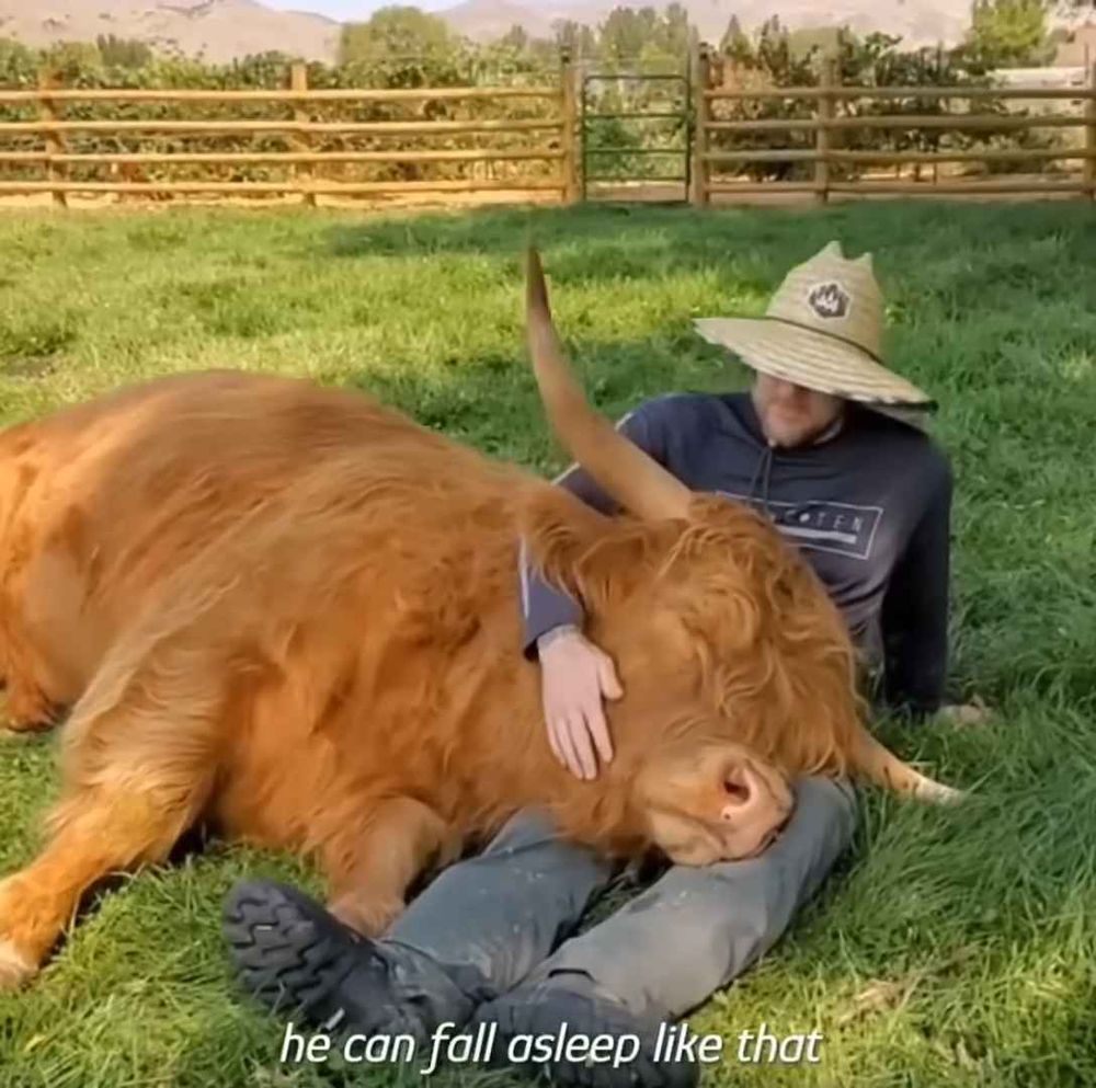Bloke in a straw hat sitting down and cuddling a Highland bull whose is lying down. The bull's head is in the bloke's lap. The bull is orange and fluffy and has large, lovely horns. There's a caption below reading "he can fall asleep like that".