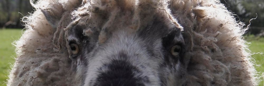 A very woolly sheep staring into your soul.