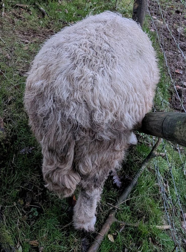 A very woolly sheep seen from behind. His tail is woolly. Even his feet are woolly. His head is not visible but I can assure you it is ingesting the contents of an unseen bucket.