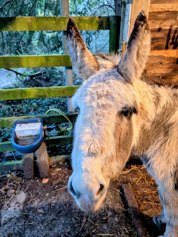 The face of a brown and white donkey. For once she is not doing frowny ears; both those marvellous organs are pointing straight up.