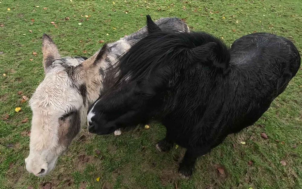 A brown and white donkey and a Lloyds Bank pony side by side.