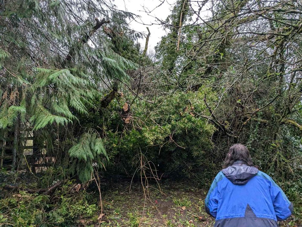A large tree fallen down at the entrance to the stables obliterating the gate