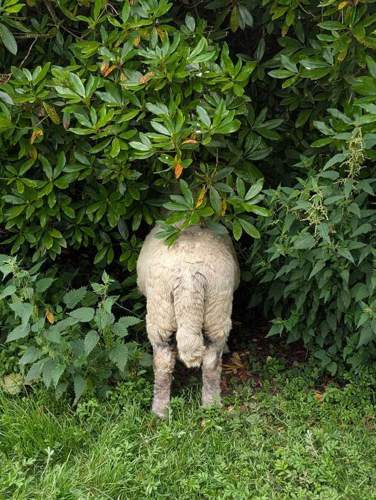 Dom's bum disappearing into the bushes.