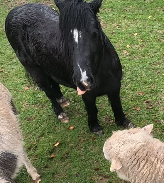 A pony who is a bit of a dark horse with a bit of tongue showing. You can see the side of a donkey and the head ofSkippy the ram.