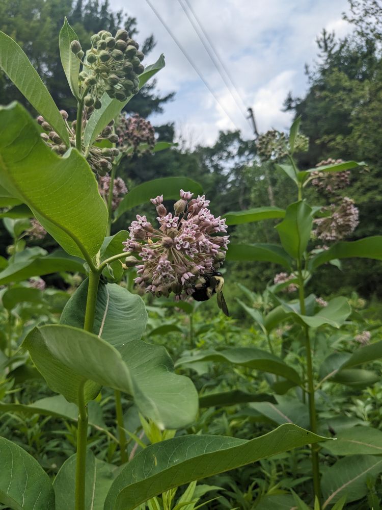 bumblebee on milkweed