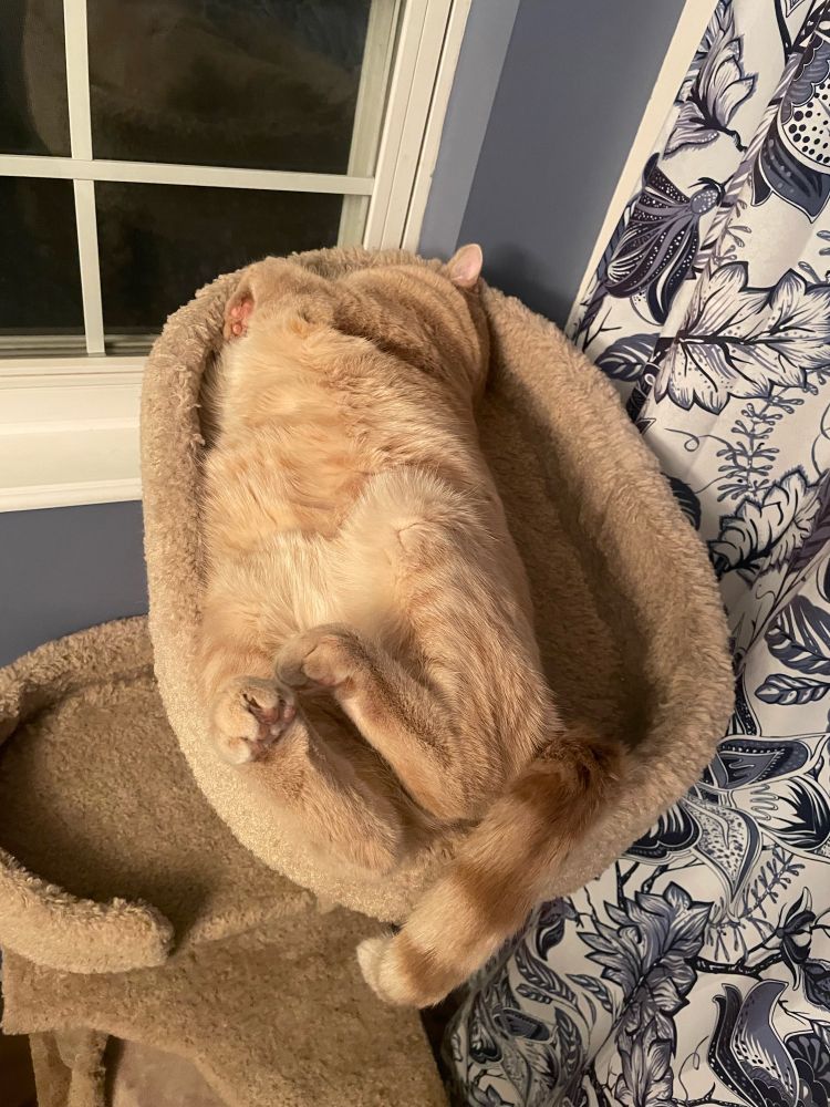 A more full body shot of orange cat sleeping on the top tier of the cat tree. Hind legs and belly sticking upward. Fore legs nested between body and rim of the tree’s platform. Face smooshed into tree rim. 
