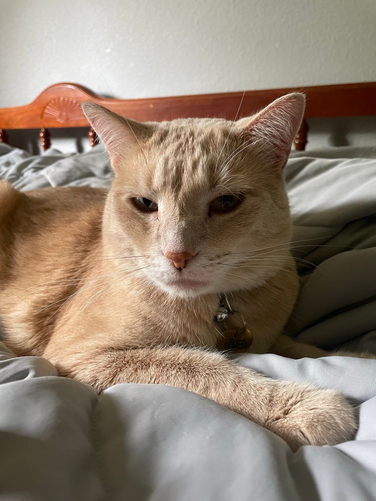 Cream colored cat is not amused by the camera man’s nap time interruption. 