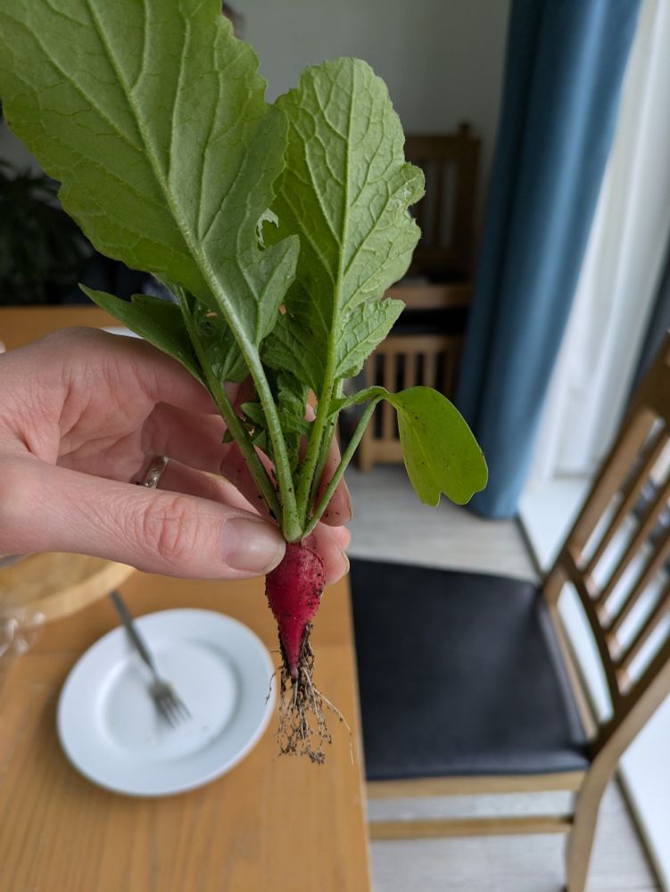 A photo of a little radish. A red bulb with big green leaves coming from it.