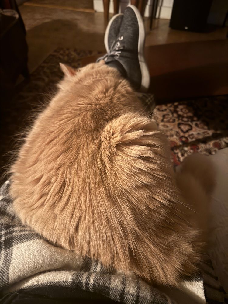 A heavy, fluffy, cream-colored cat on a victim’s lap. 
