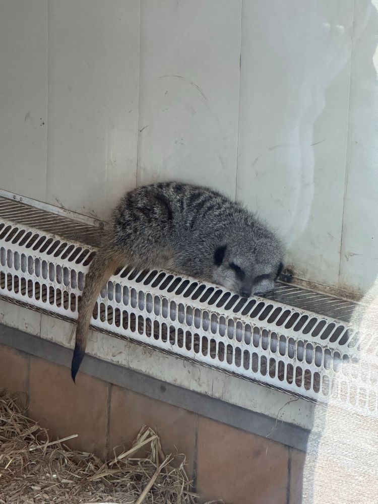 Meerkat snuggled up asleep on a heater
