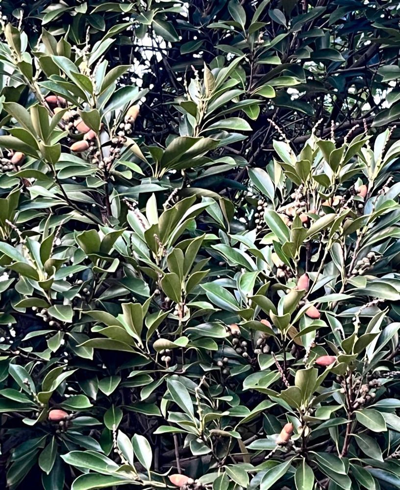 マテバシイにドングリがたくさんなっている。