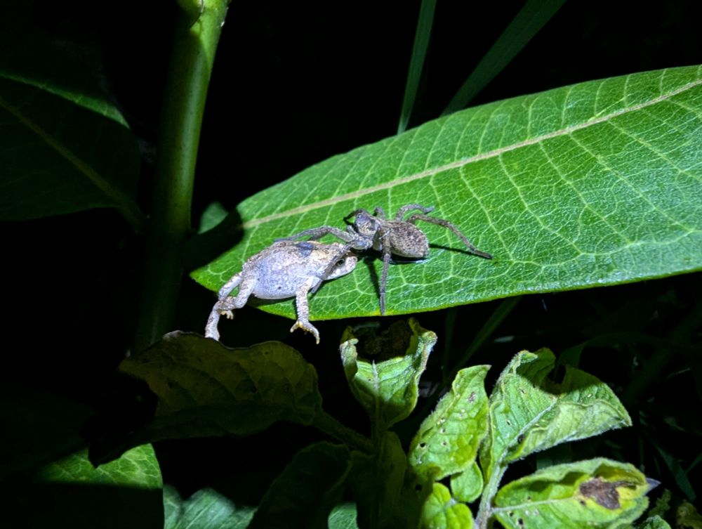 A spider eating a frog