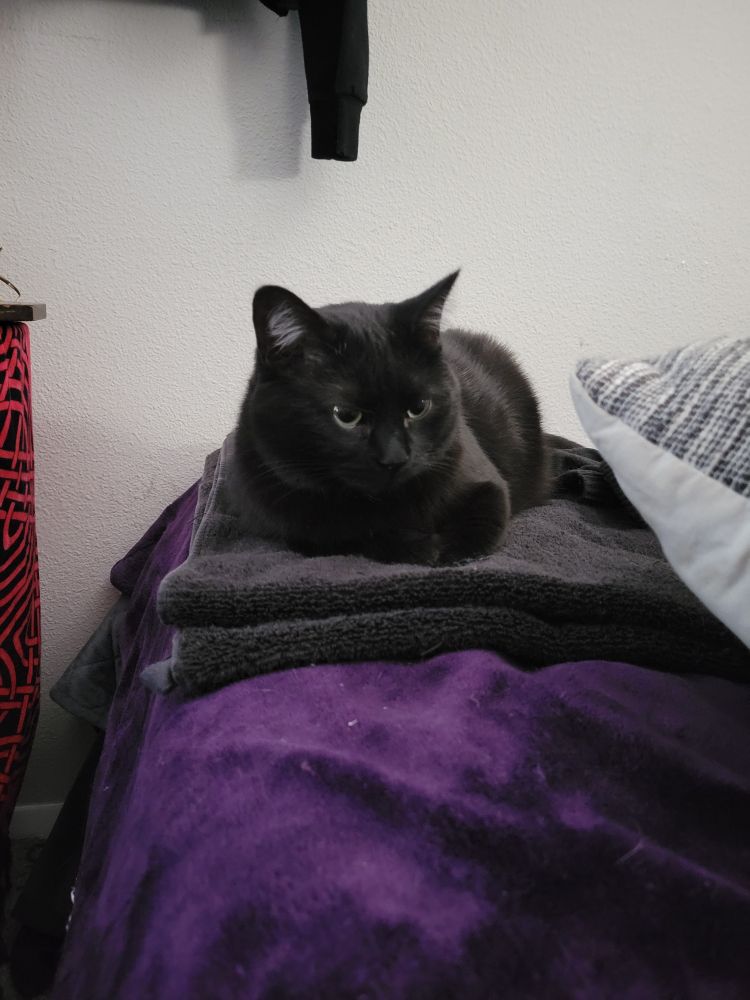 A super poofy short hair black cat, loafing on a black towel over a purple bedspread, glancing away from the phone camera telling me:

"Behold, the despair! mother has again failed to take up the string!
We must languish in indefinite boredom..."