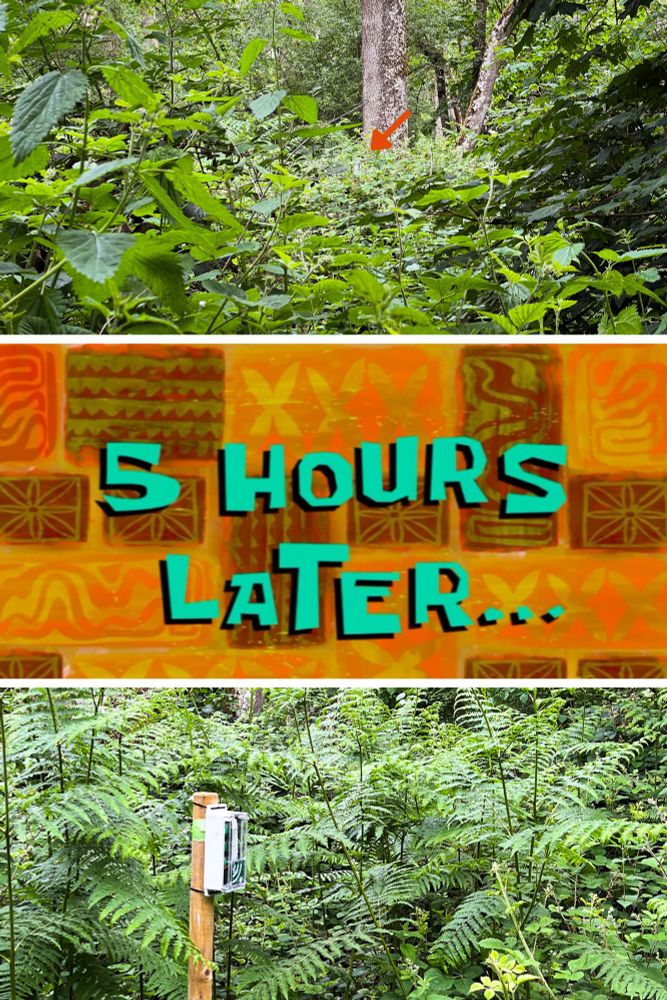 Three vertical panels showing first a path blocked by bramble and bracken, then a SpongeBob time card 'five hours later'; finally, a close-up image of the destination