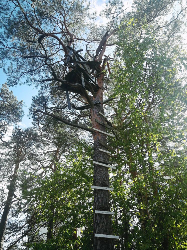 A treehouse high up in a tree on a sunny summer day. The treehouse itself looks like it is falling apart and the crude plank-ladder leading up to it looks quite rough and unsafe.