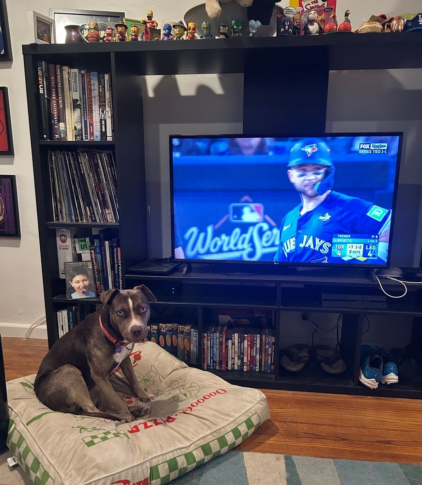 An American bully mix with big blue eyes sits on a Pizza Planet-themed dog bed, with Game 3 of the World Series on the television behind her.