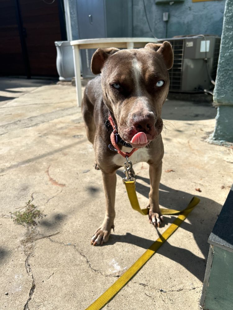 A brown American bully mix with big blue eyes standing in a backyard, licking her lips.